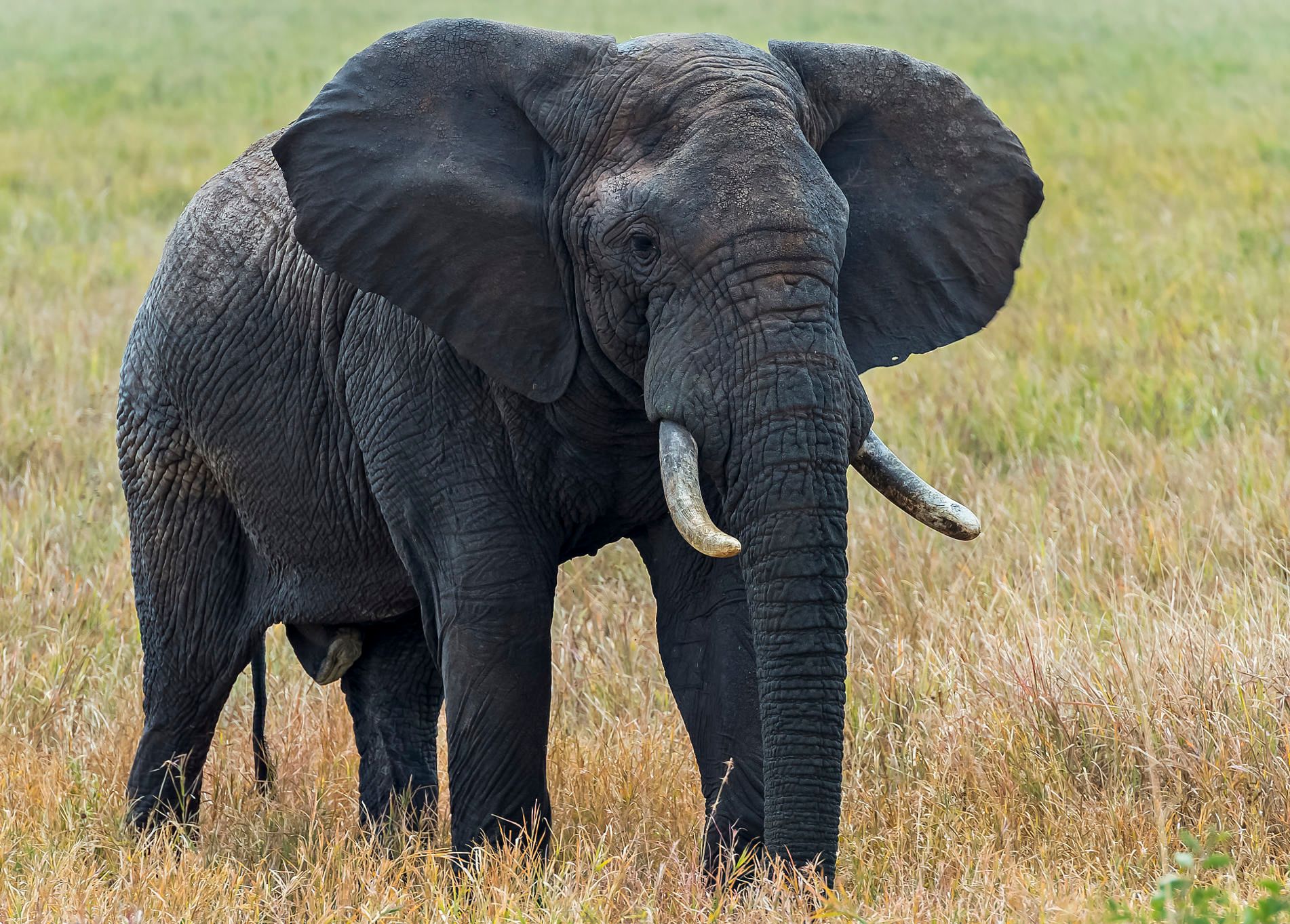 Cartels are smuggling elephant-sized loads of cocaine to Antwerp